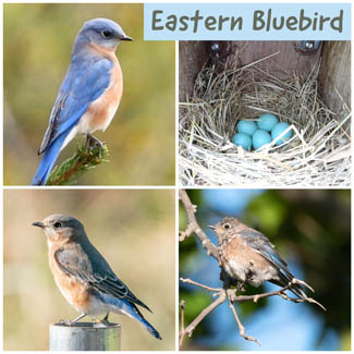 Eastern Bluebird